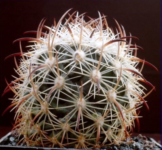 Echinomastus_ungispinus_1